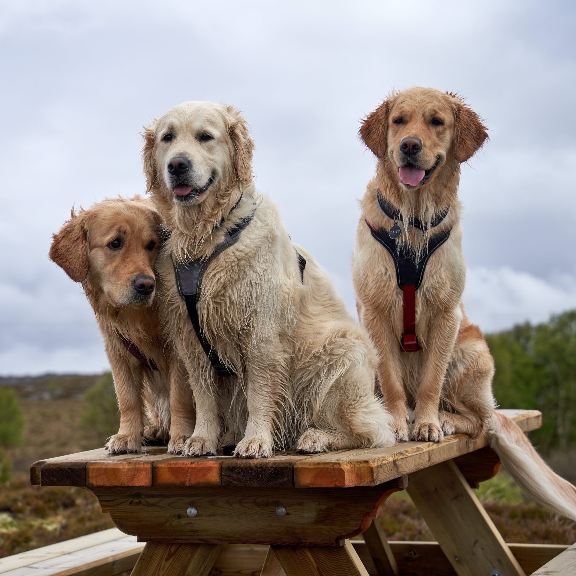 Dog Sitter Job in Council Bluffs Iowa