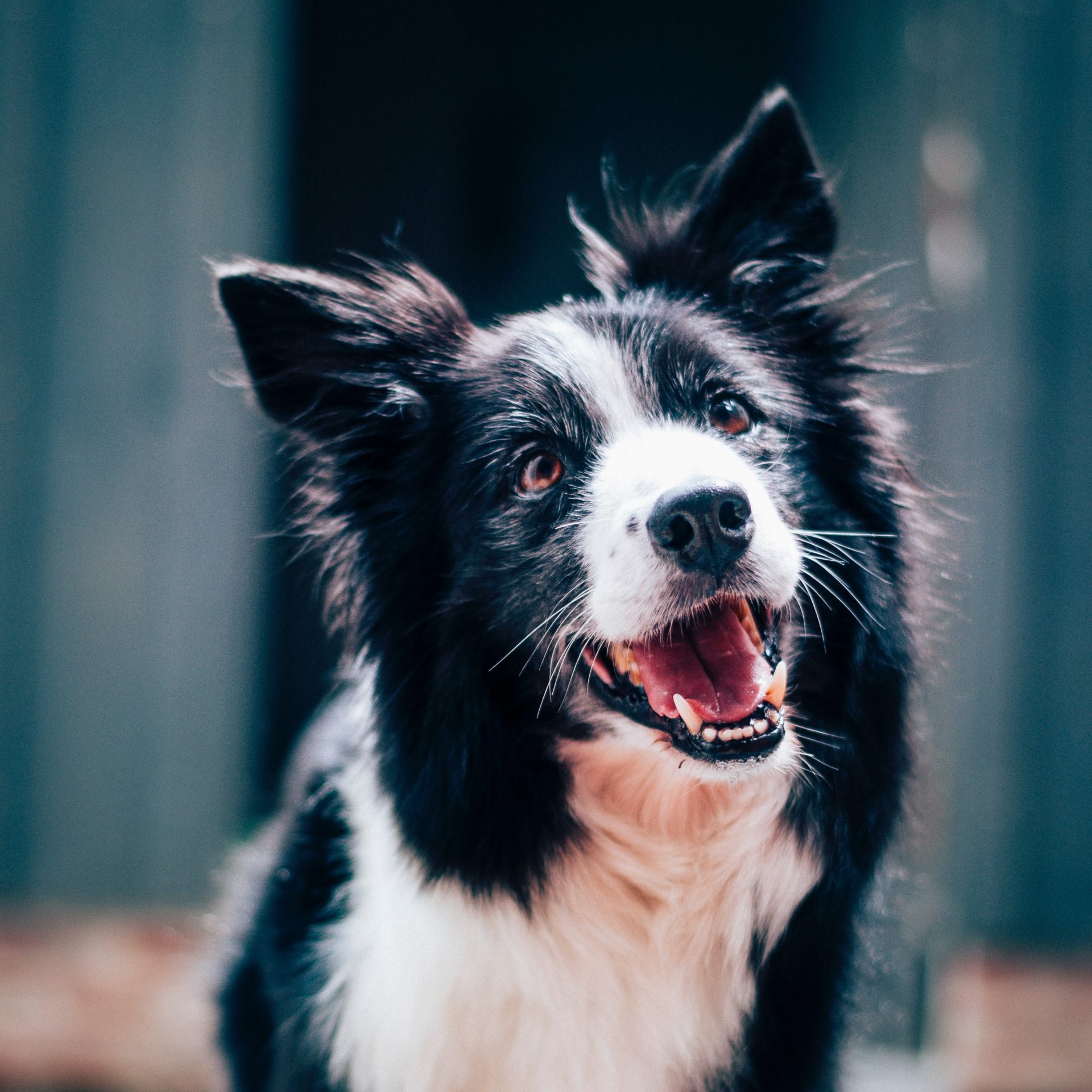 Dog Sitter Job in Grand Island, NE