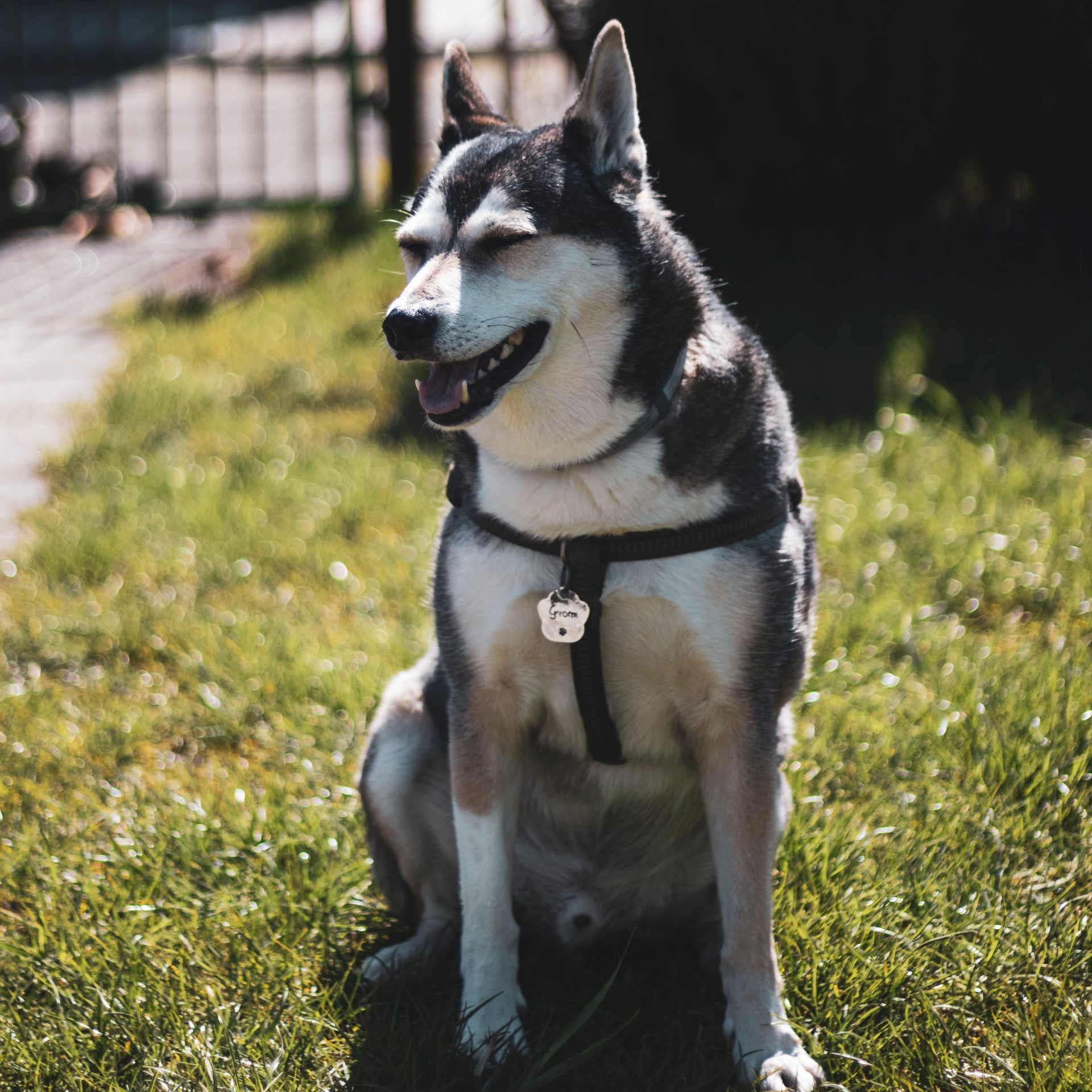 Dog Sitting Job Council Bluffs Iowa
