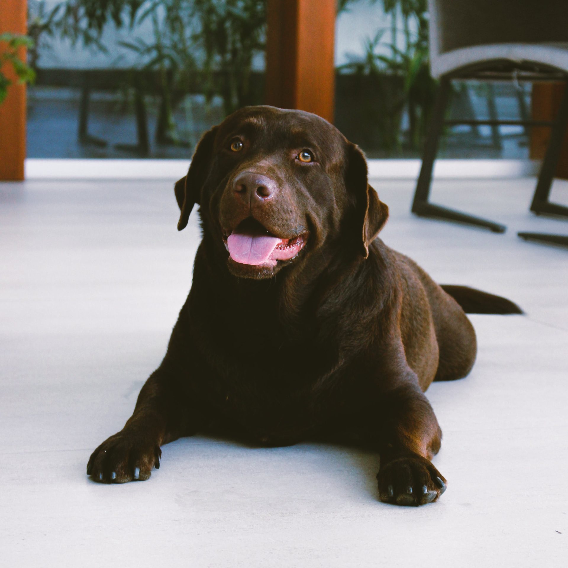 Dog Sitting Job in Bellevue NE