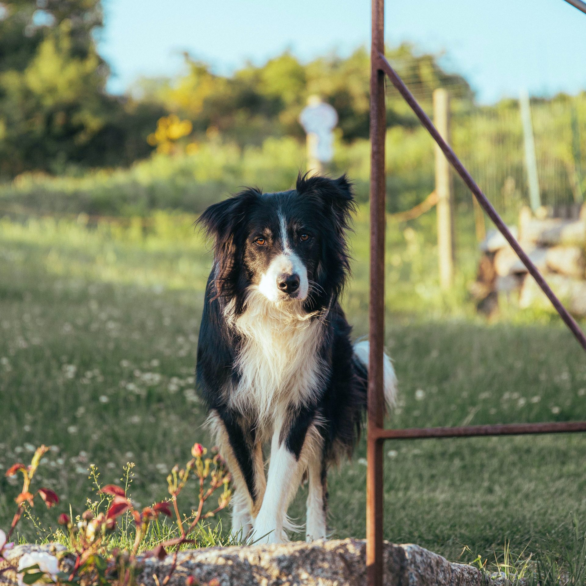 Dog Walking Job in Bellevue NE