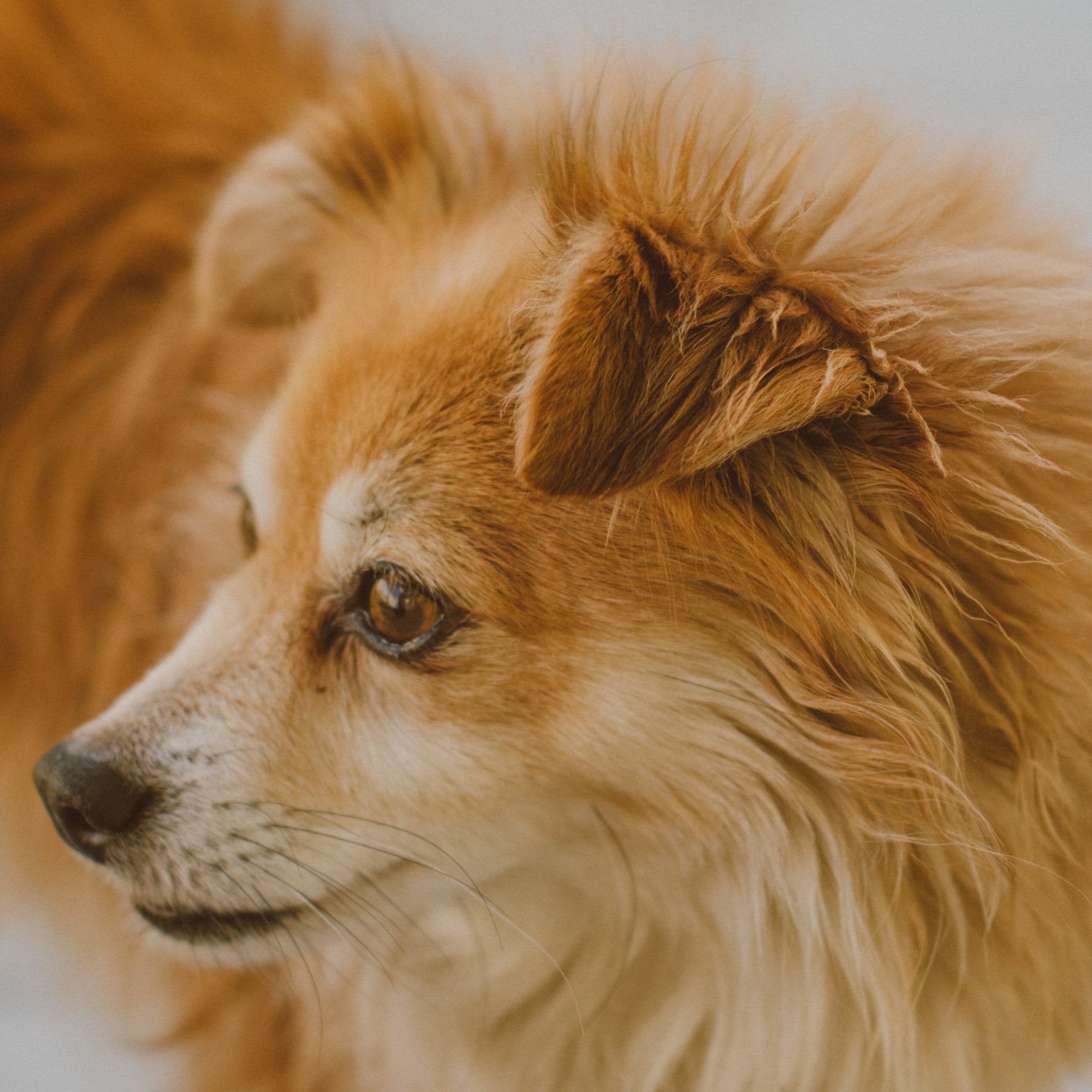 Dog Walker Job Council Bluffs Iowa