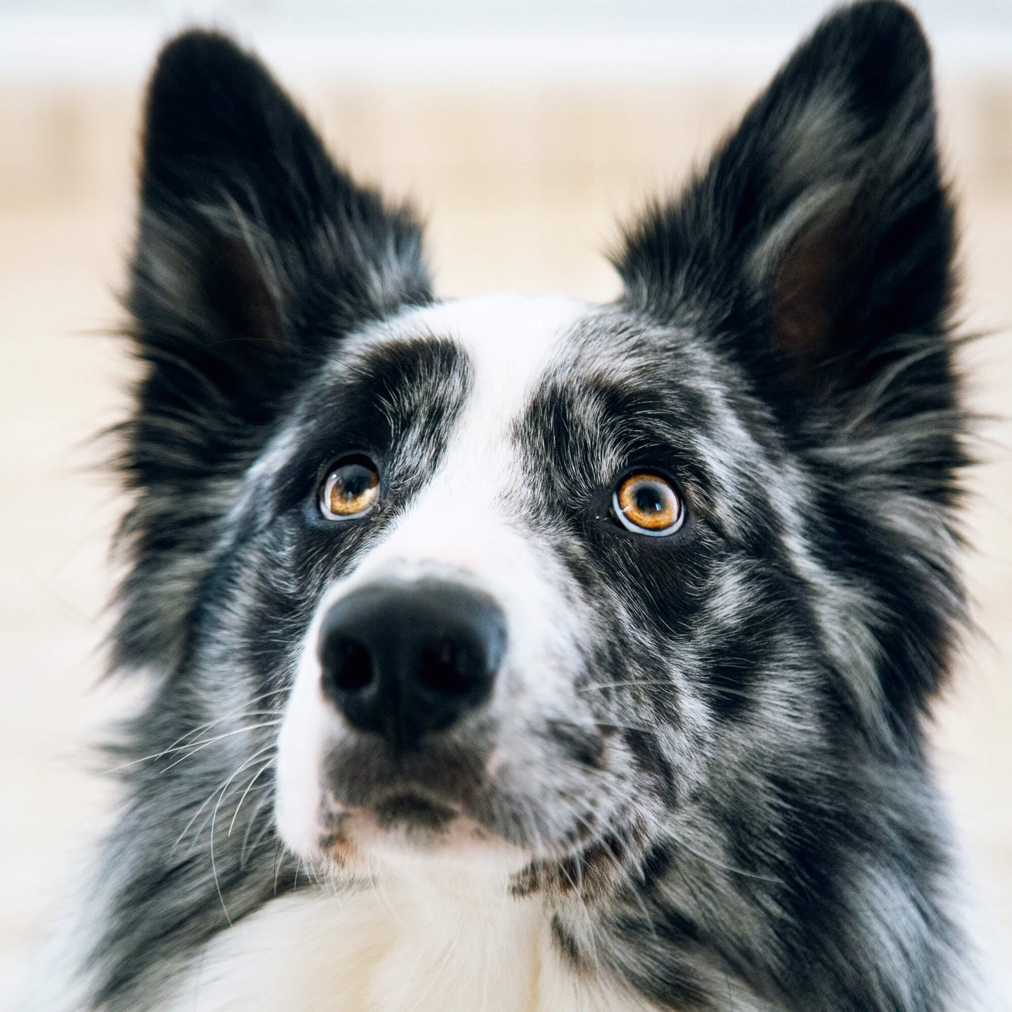 Dog Walker Job Edmond, Oklahoma City