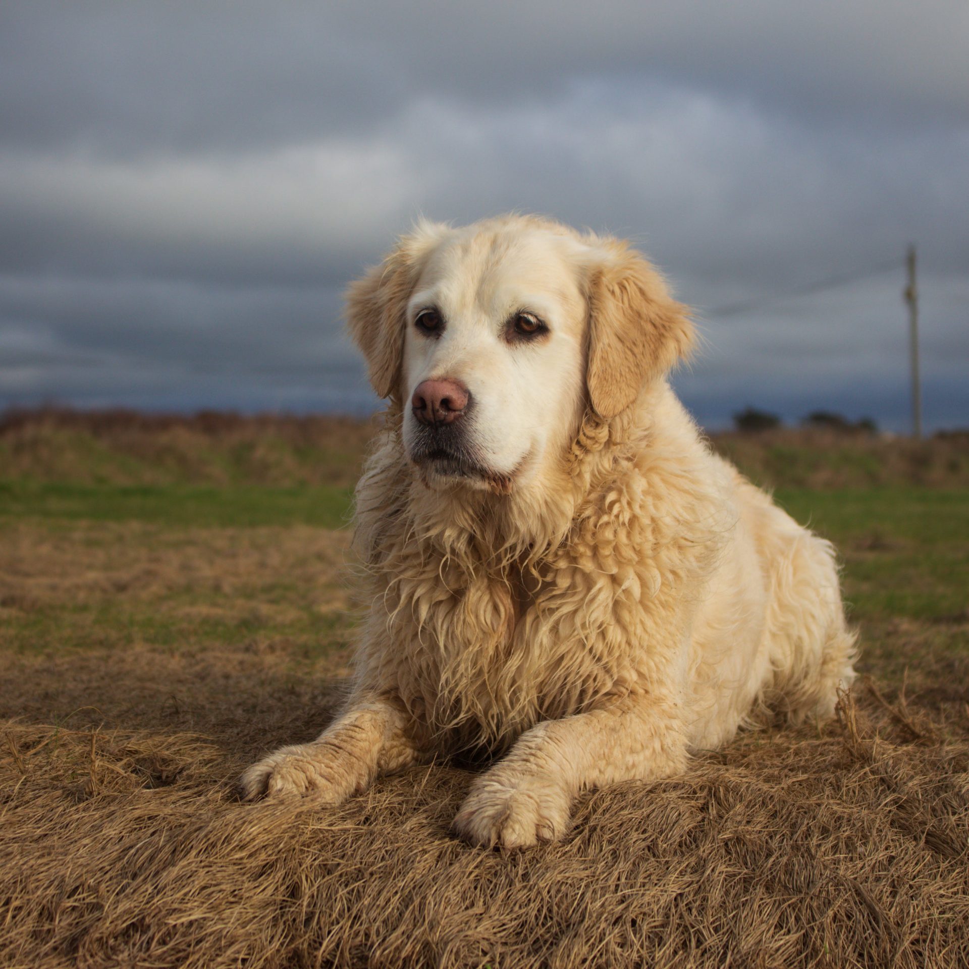 Dog Walker Job Elkhorn, NE
