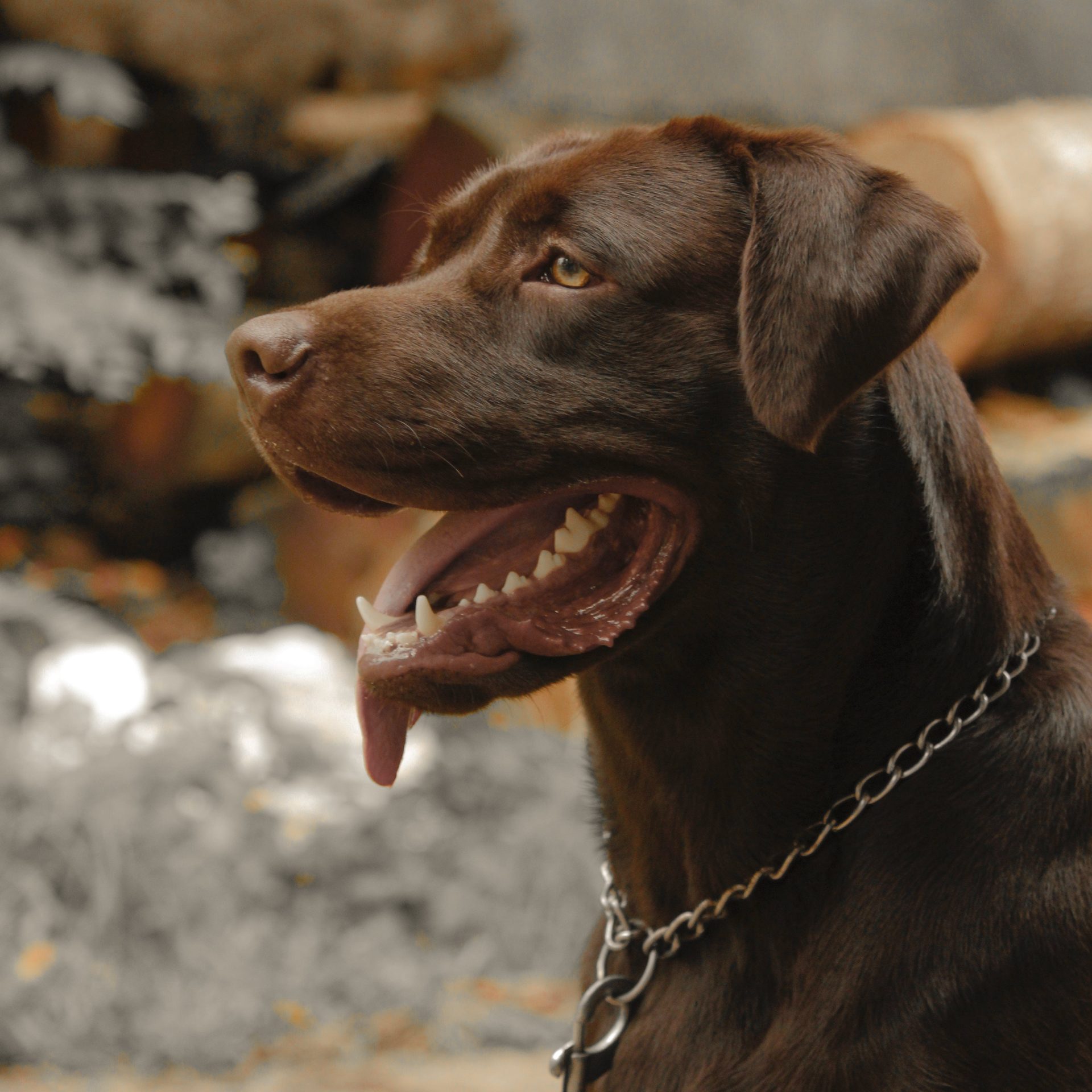 Dog Walker Job Fremont, NE