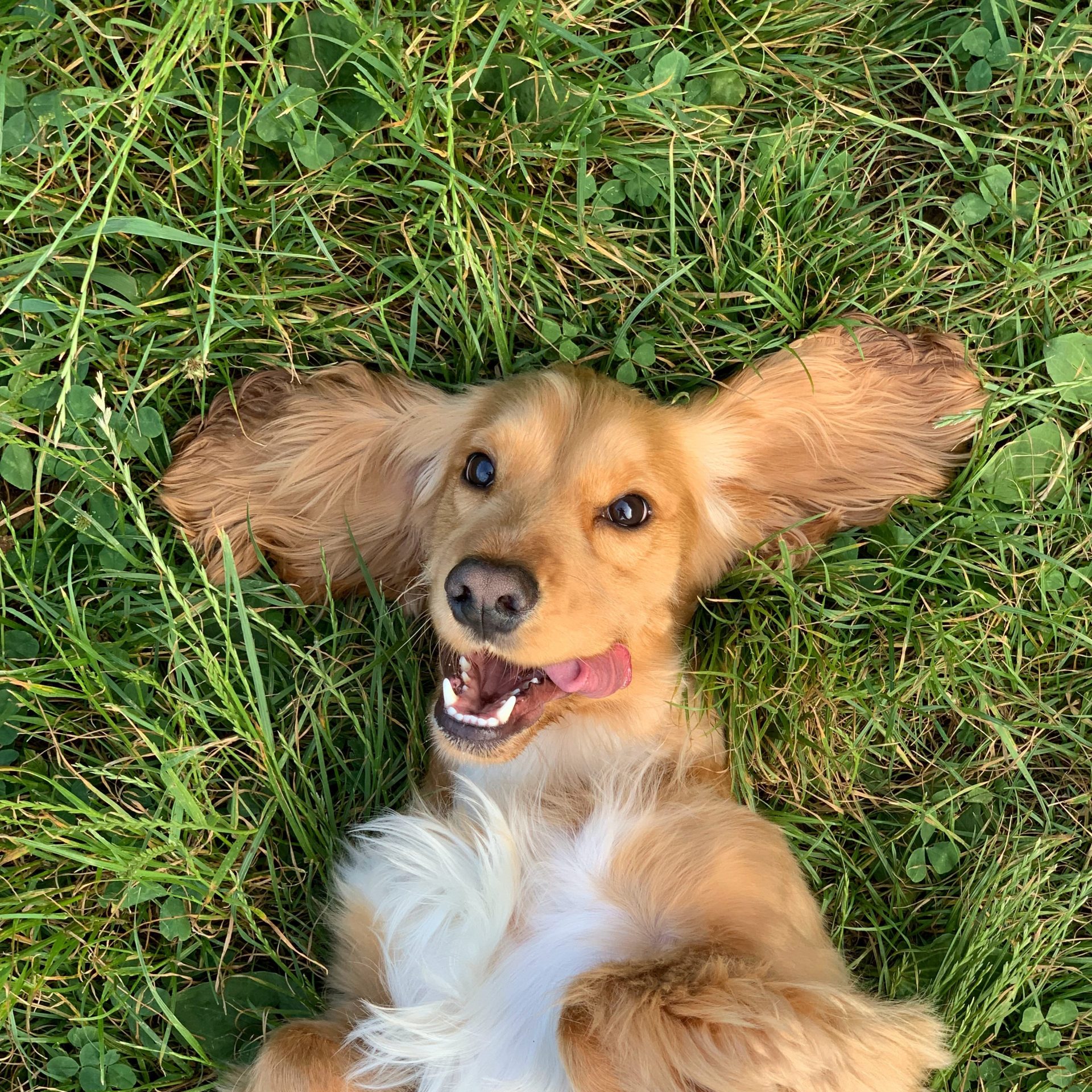 Dog Walker Job Grand Island, NE