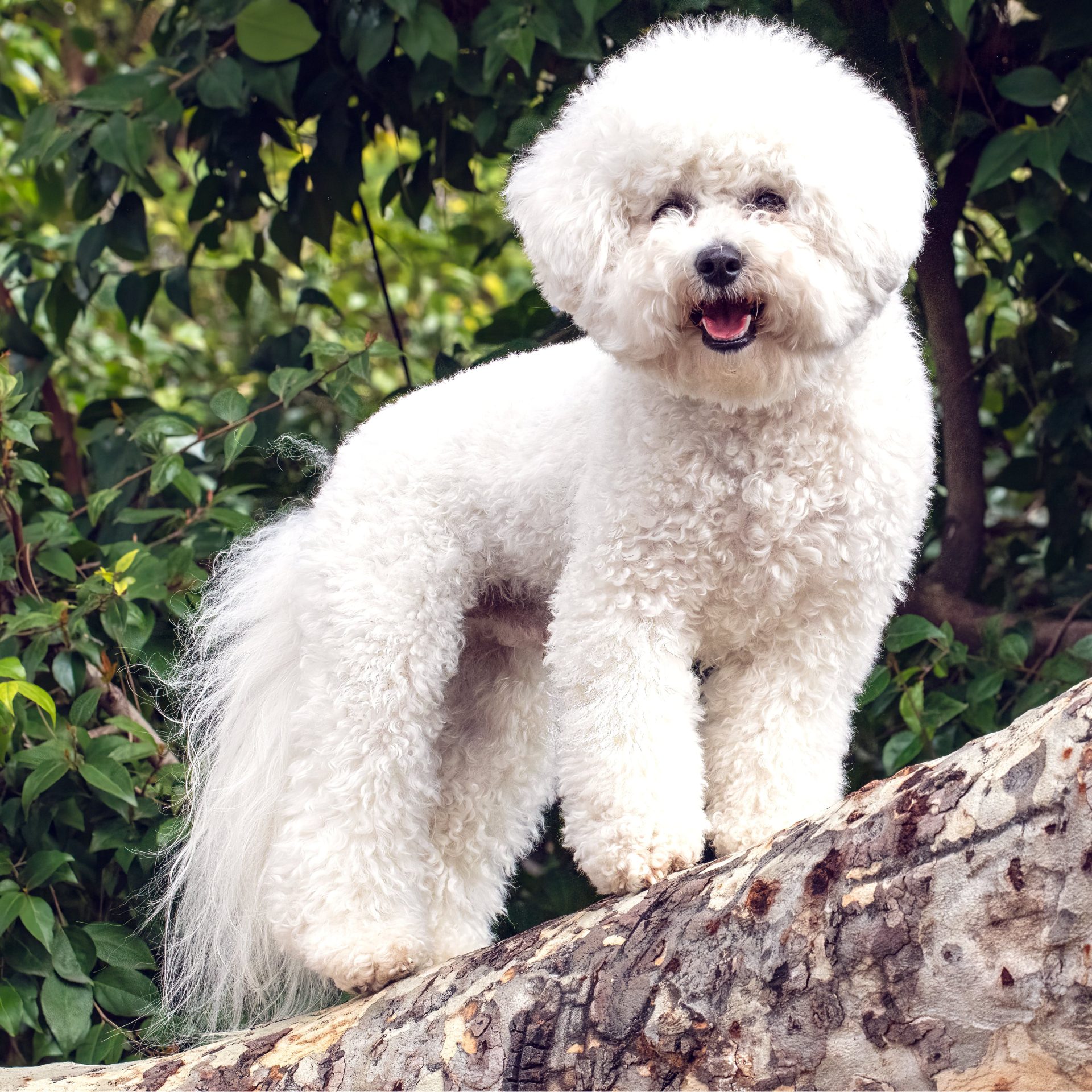 Dog Walker Job in Edmond, Oklahoma City