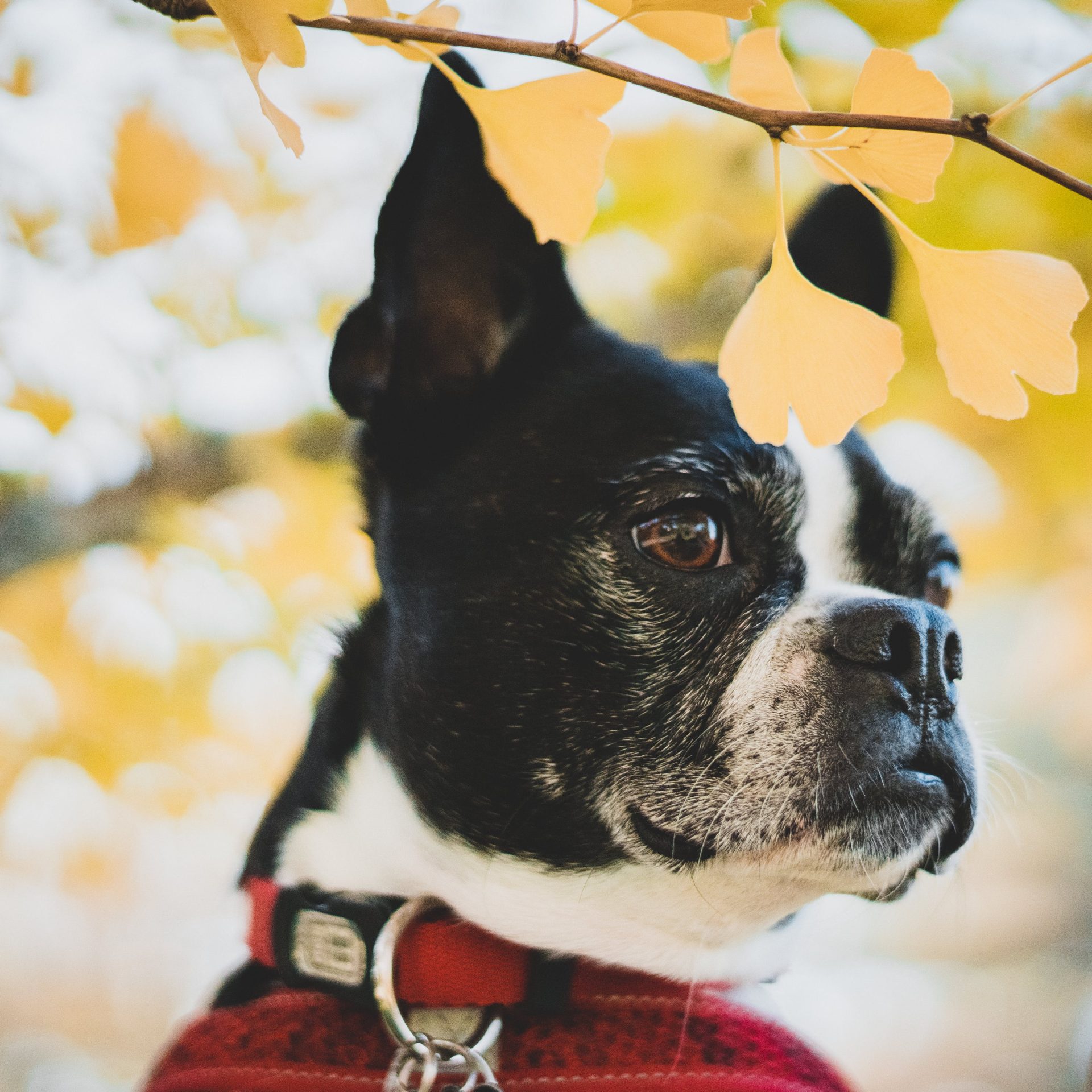 Dog Walking Job Columbus NE