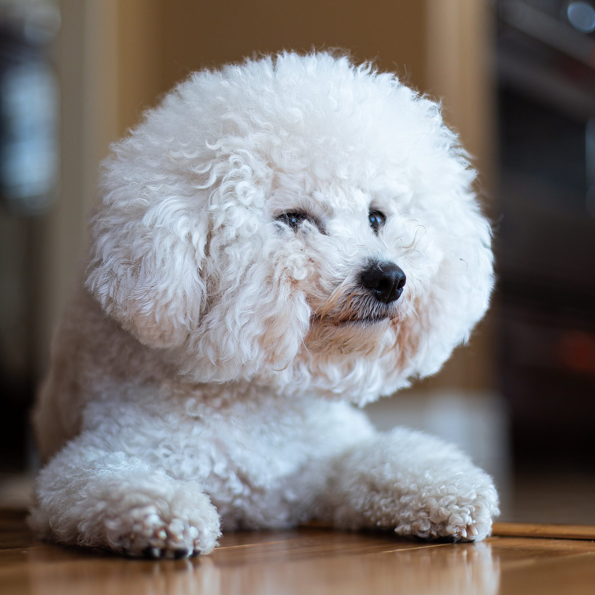 Dog Walking Job, Edmond Oklahoma City