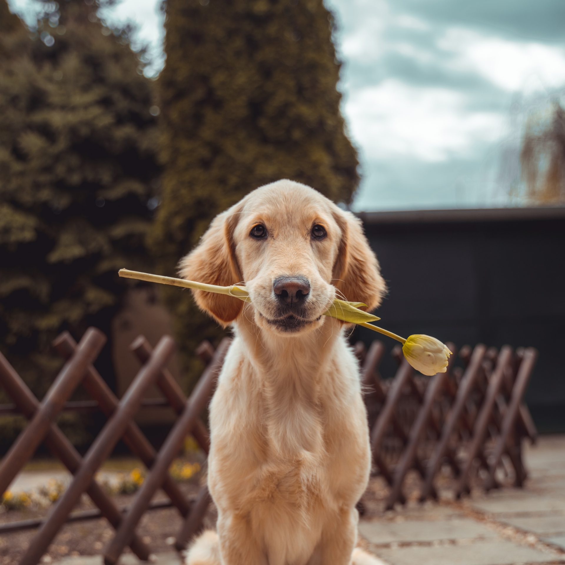 Dog Walking Job Grand Island, NE