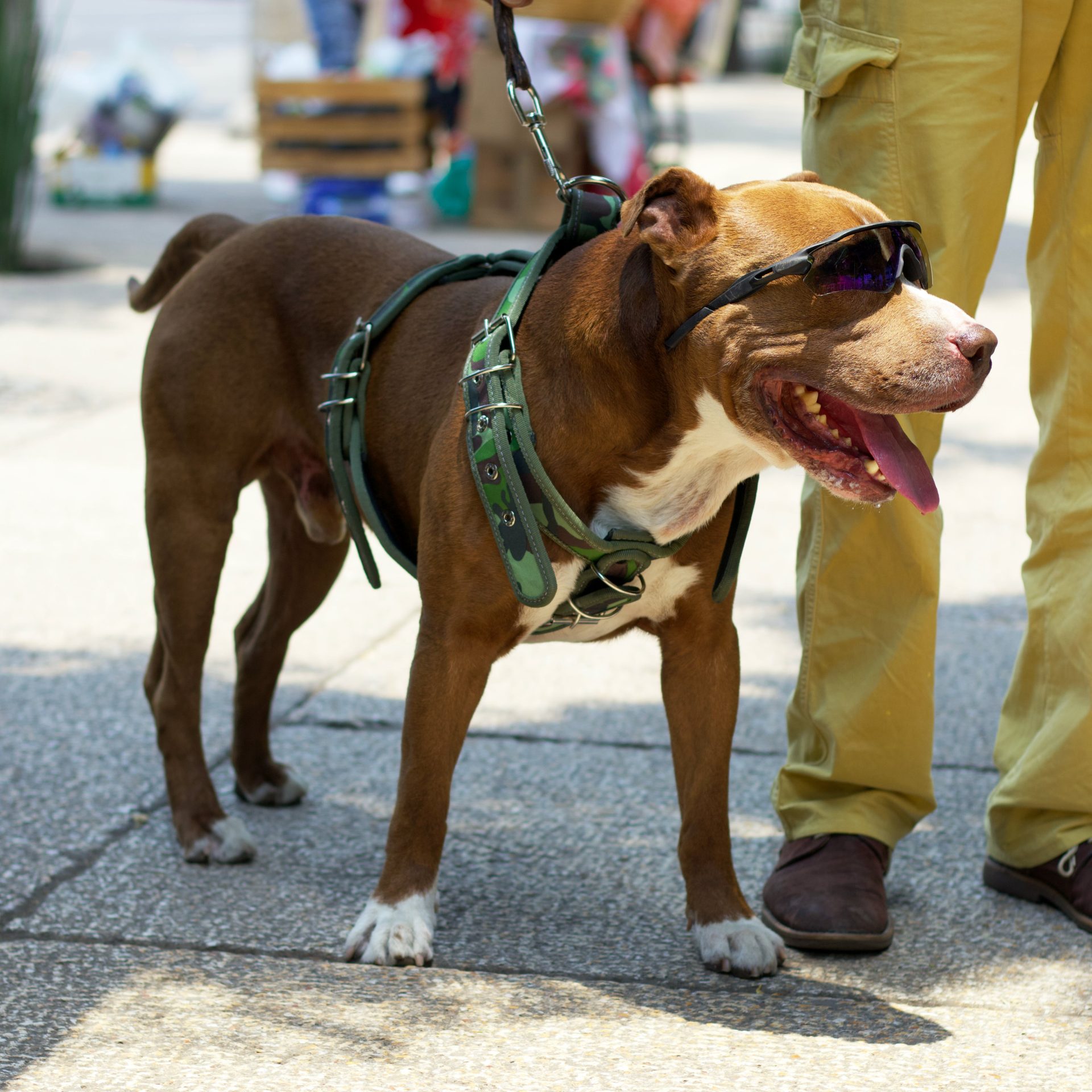 Dog Walking Job in Council Bluffs Iowa