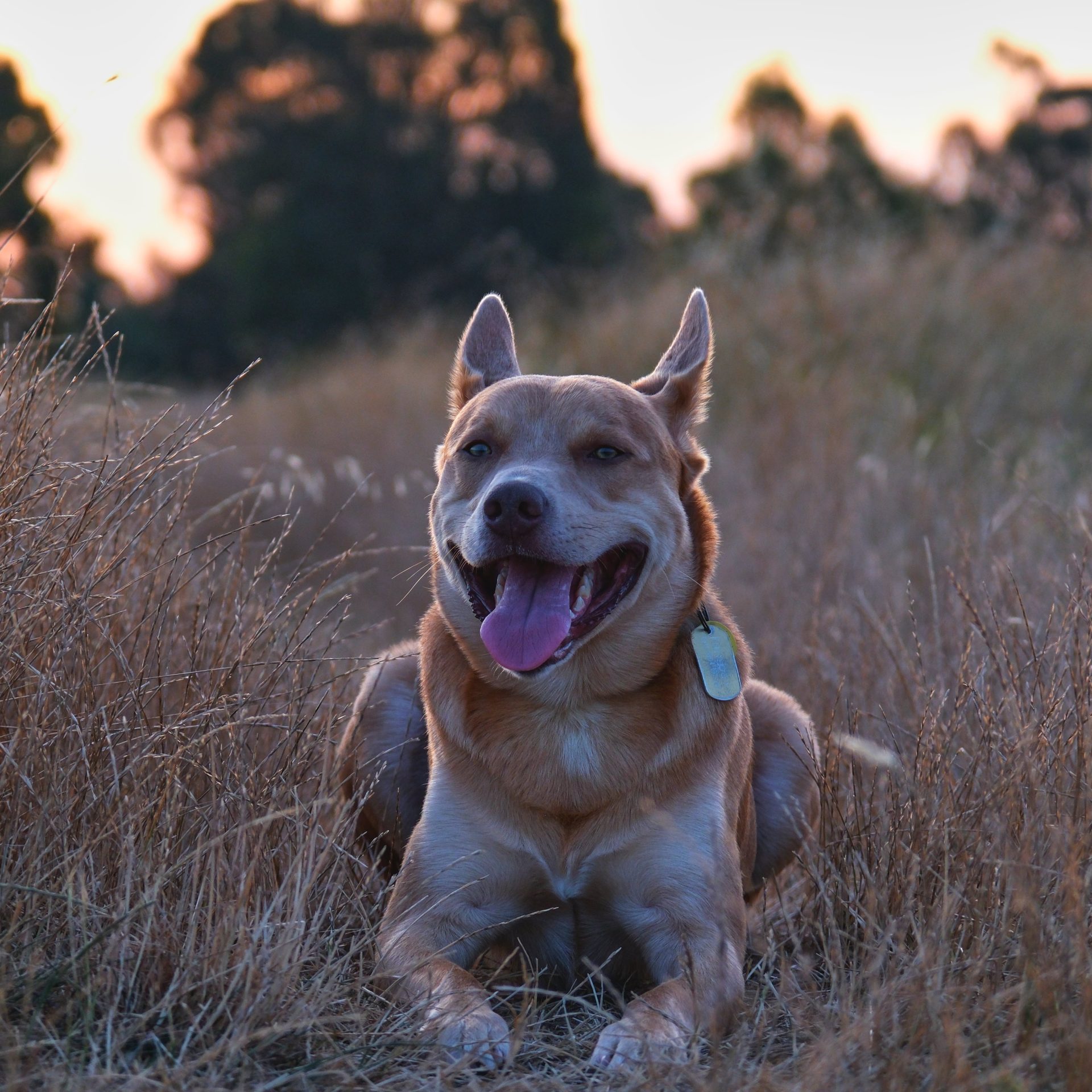 Dog Walking Job in Edmond, Oklahoma City