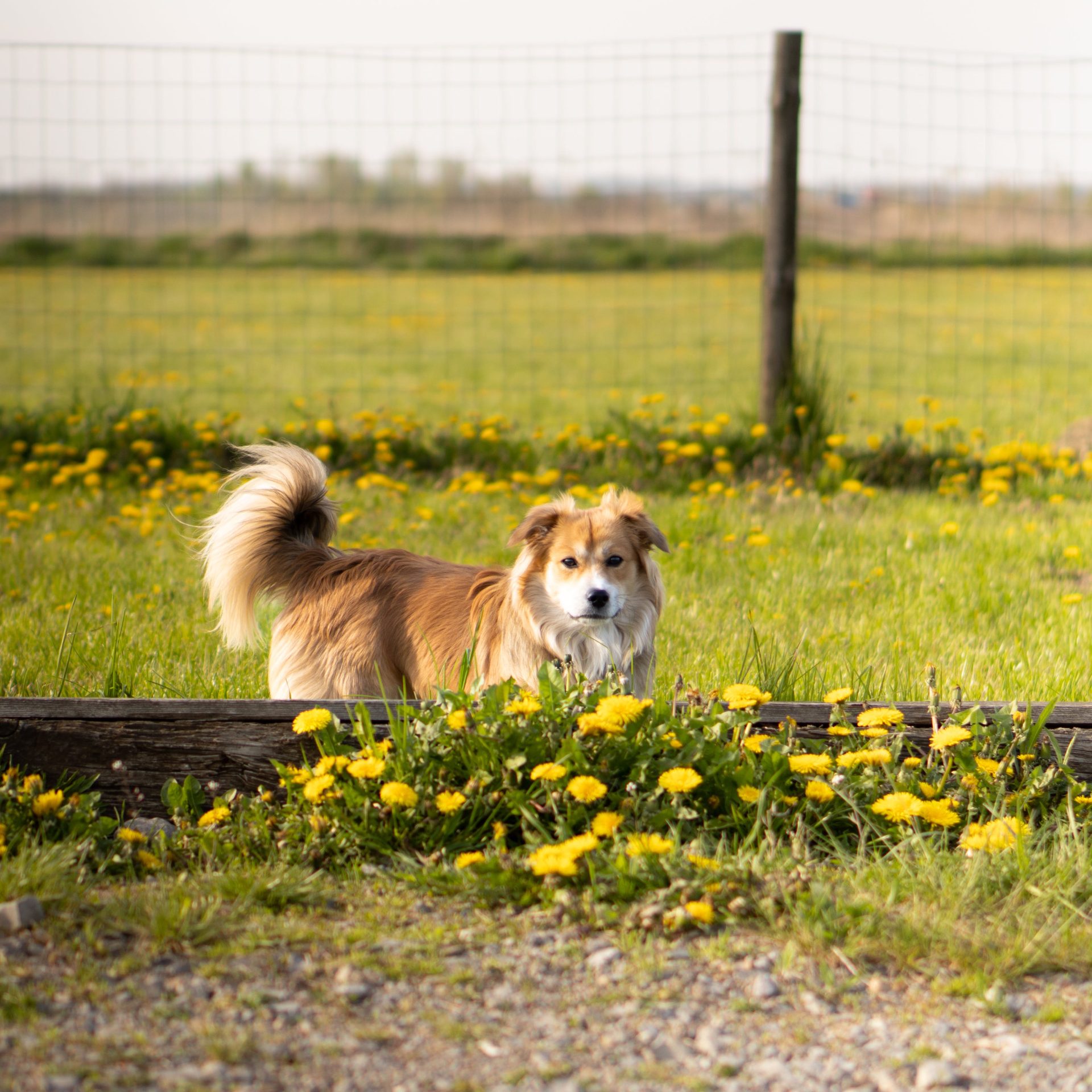 Dog Walker Job Elkhorn, NE