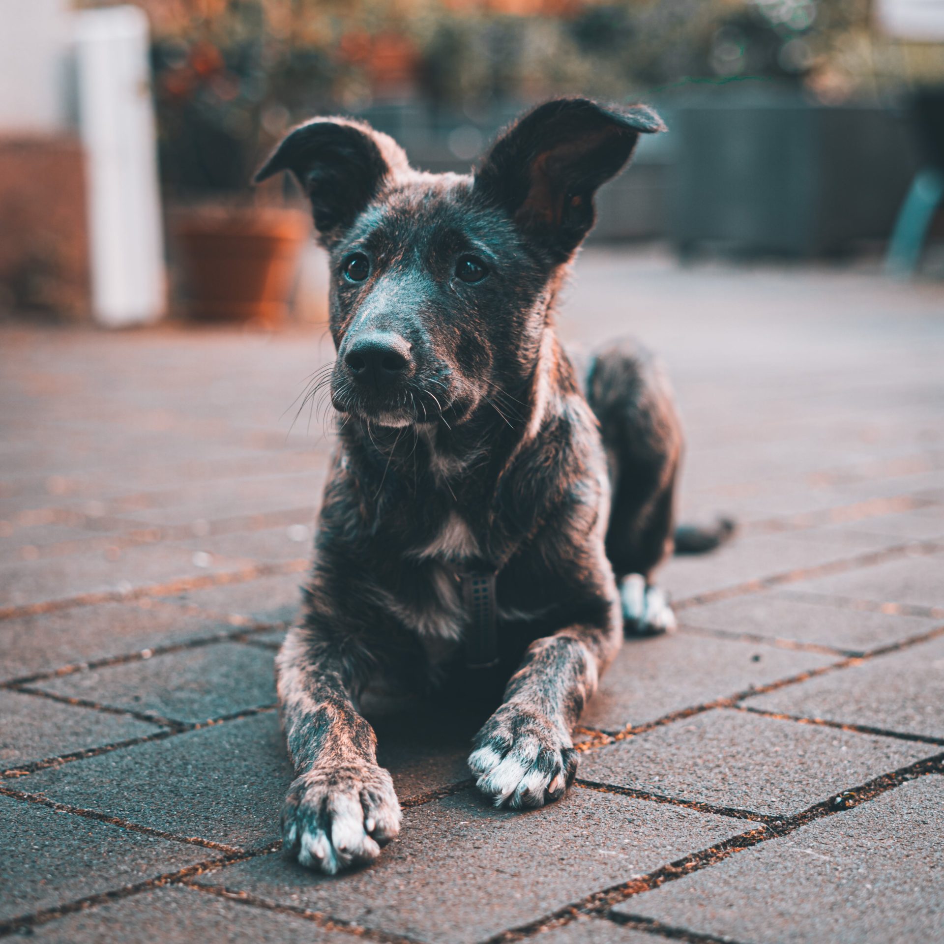 Dog Walking Job in Fremont, NE