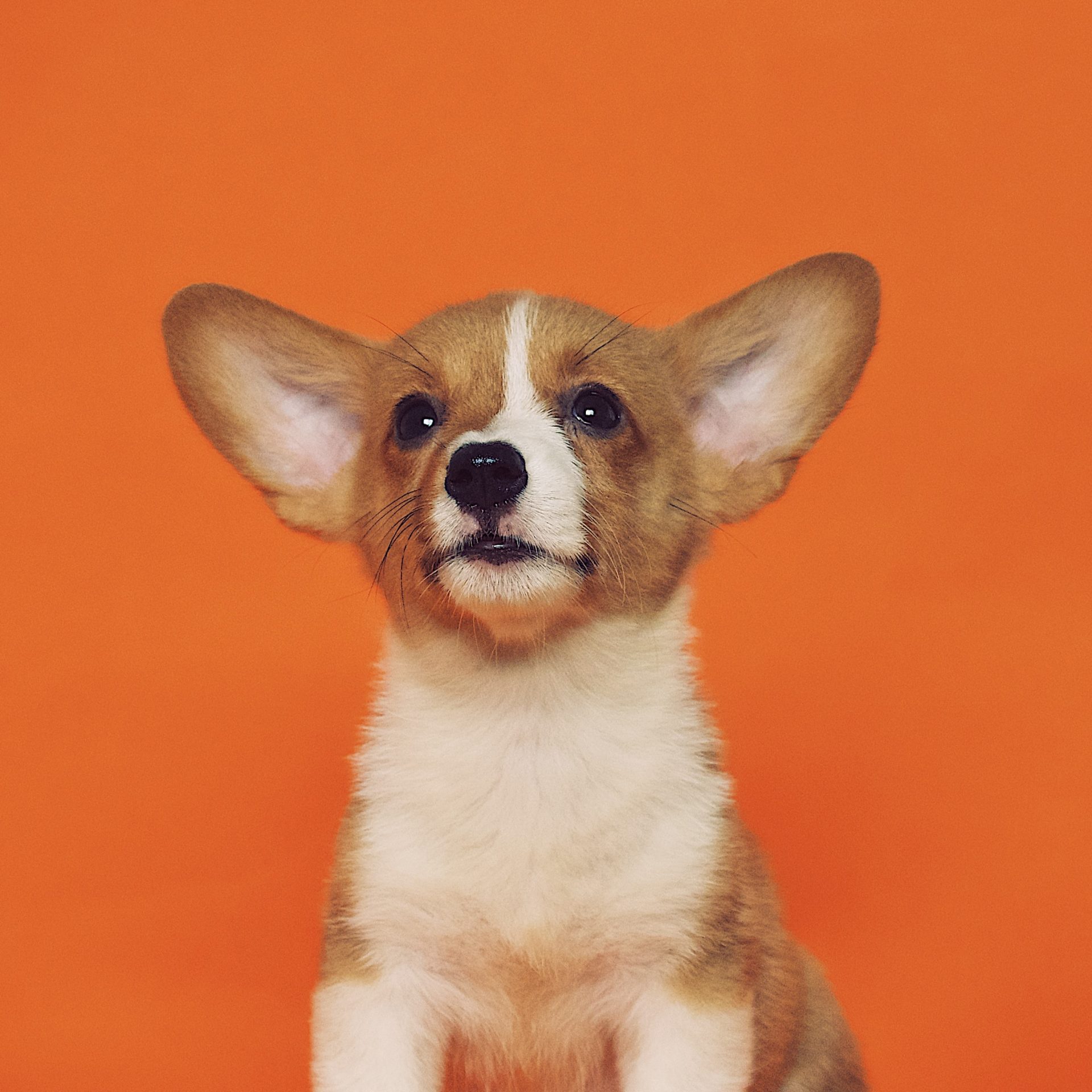 Dog Walking Job in Grand Island, NE