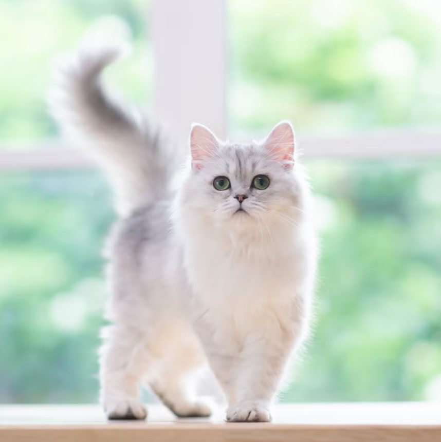 Cat Boarding Service Abington PA