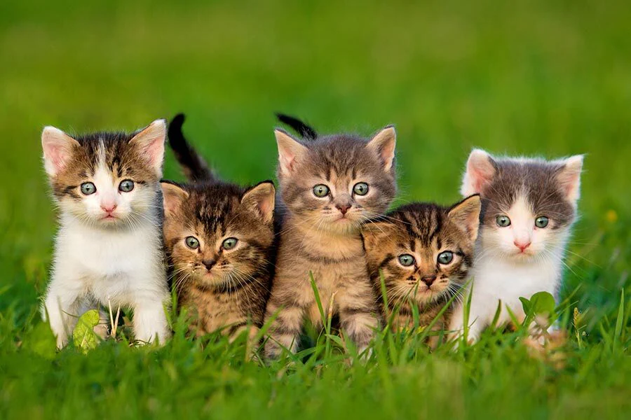 Cat Boarding service Abilene TX