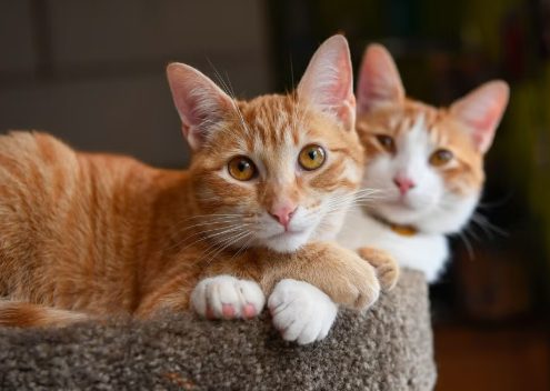 Cat Boarding Abilene TX