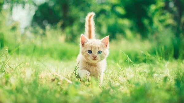 Cat Boarding Service Abington PA