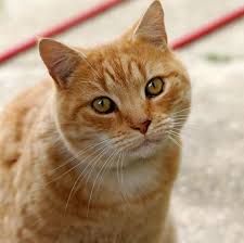 Cat Boarding service Abilene Texas