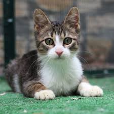 Cat Boarding Service Abington PA