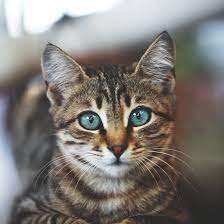 Cat Boarding Service Abington PA