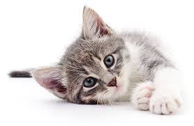 Cat Boarding Abington PA
