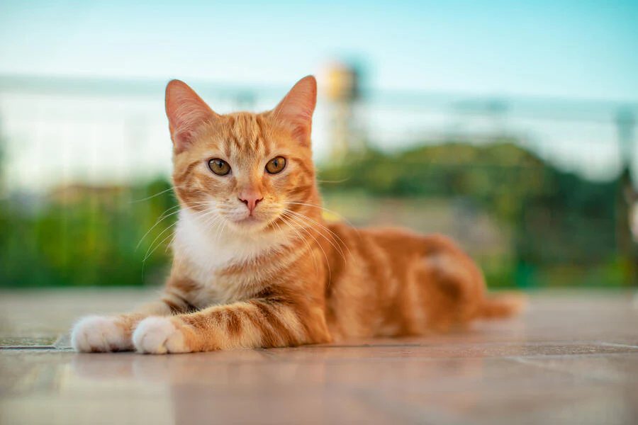 Cat Boarding in Bensalem, PA