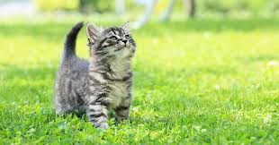 Cat Boarding in Boca Raton ,FL