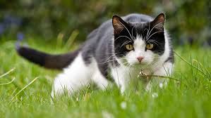 Cat Boarding in Bonita Springs, FL
