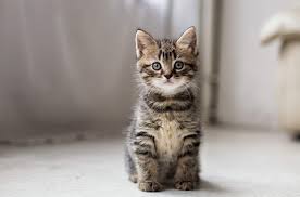 Cat Boarding in Beaumont, TX