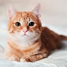 Cat Boarding in Boca Raton ,FL