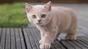 Cat Boarding in Alafaya,FL