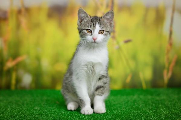 Cat Boarding in Auburn, AL