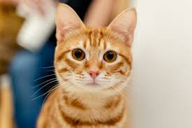 Cat Boarding in Bonita Springs, FL