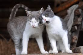 Cat Boarding in Avondale, AZ