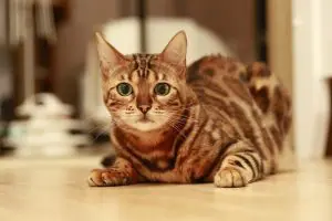 Cat Boarding in Bakersfield, CA