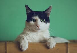 Cat Boarding in Boca Raton ,FL