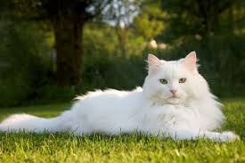Cat Boarding in Bonita Springs, FL