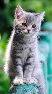 Cat Boarding Cutler Bay, FL
