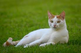 Cat Boarding Elgin, IL