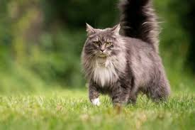 Cat Boarding Country Club, FL