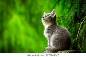 Cat Boarding Garden Grove, CA