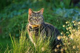 Cat Boarding Service Goodyear AZ