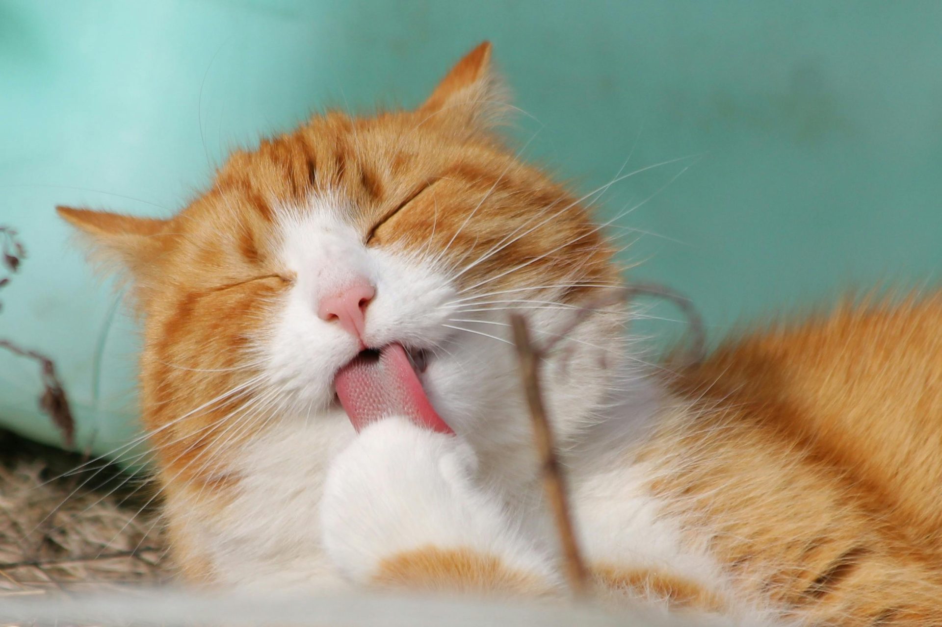 Cat Boarding Greenburgh NY Cat Boarding Greenburgh, NY