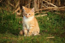 Cat Boarding Garden Grove, CA