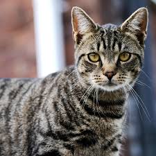 Cat Boarding Service Goodyear AZ