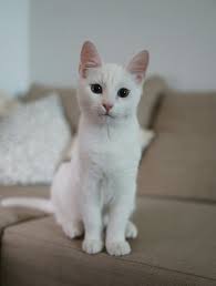 Cat Boarding Garden Grove, CA