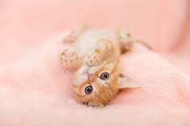 Cat Boarding Greenburgh, NY Cat Boarding Greenburgh, NY