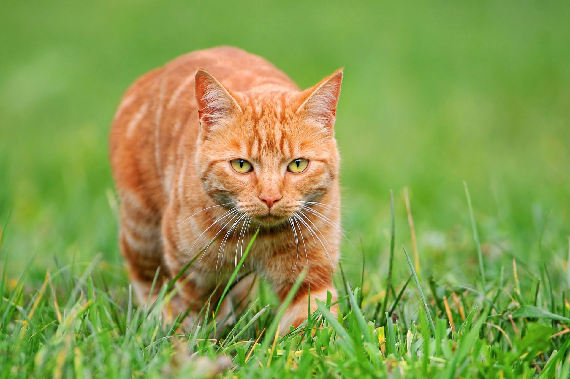 Cat Sitting Hurst TX Cat Boarding Hurst, TX